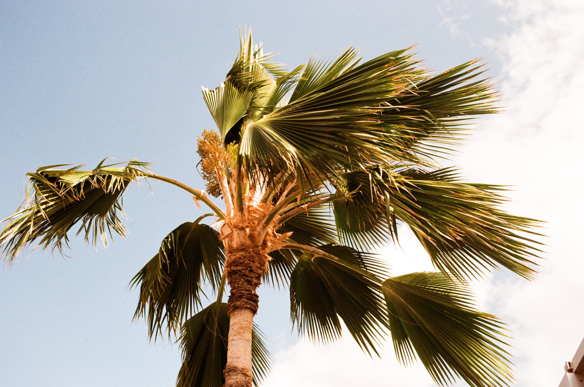 Palm Tree